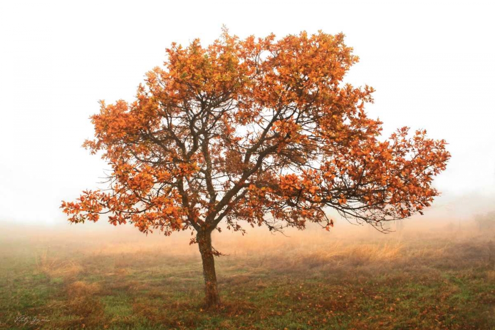 Burning Oak art print by Vitaly Geyman for $57.95 CAD