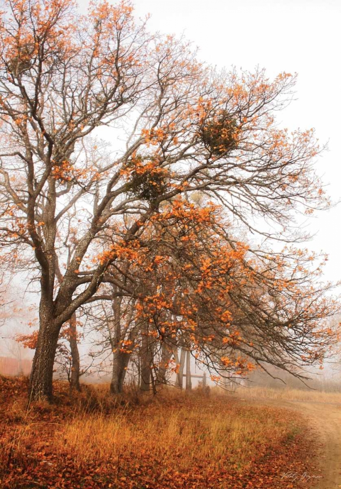 Autumn Lane art print by Vitaly Geyman for $57.95 CAD