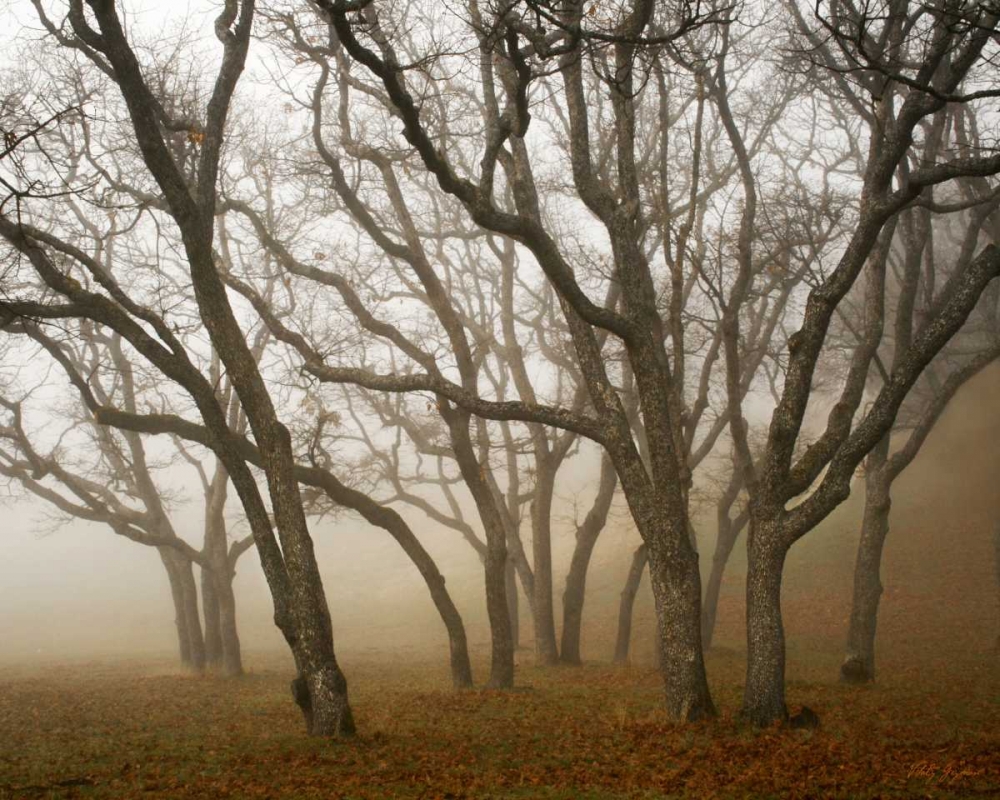 Misty Oaks I art print by Vitaly Geyman for $57.95 CAD