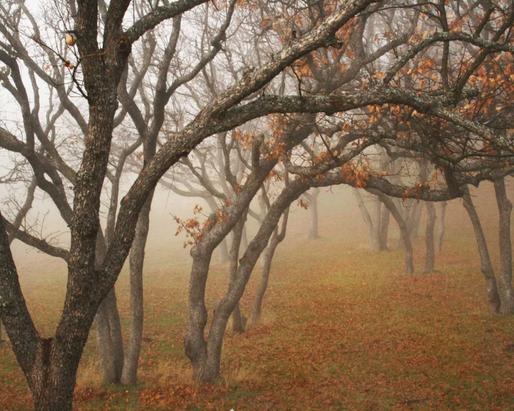 Misty Oaks II art print by Vitaly Geyman for $57.95 CAD