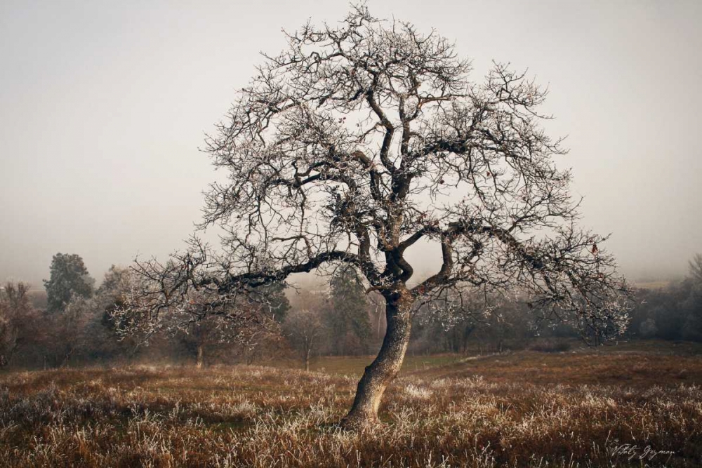 Frosty Tree art print by Vitaly Geyman for $57.95 CAD