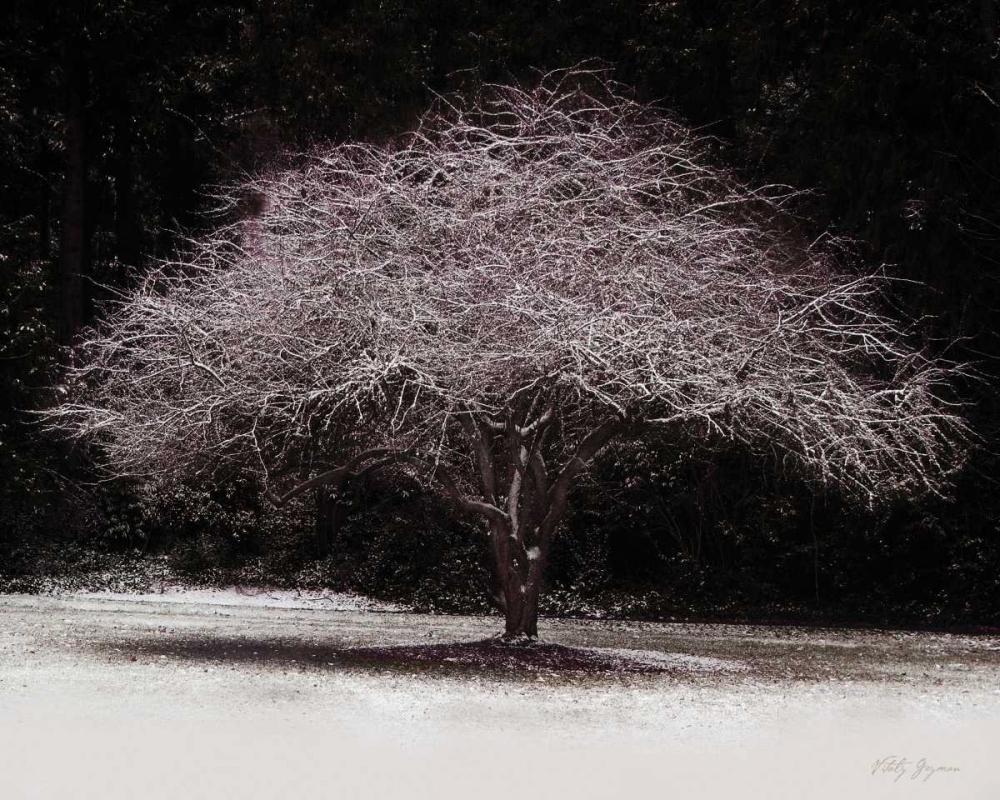 Japanese Maple art print by Vitaly Geyman for $57.95 CAD