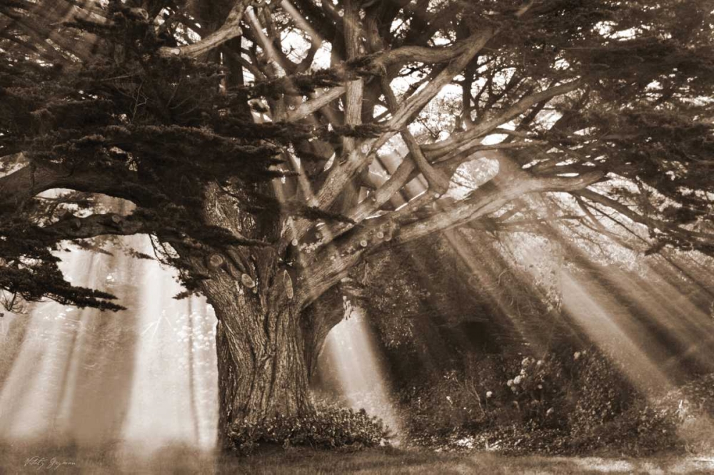 Moses Tree art print by Vitaly Geyman for $57.95 CAD