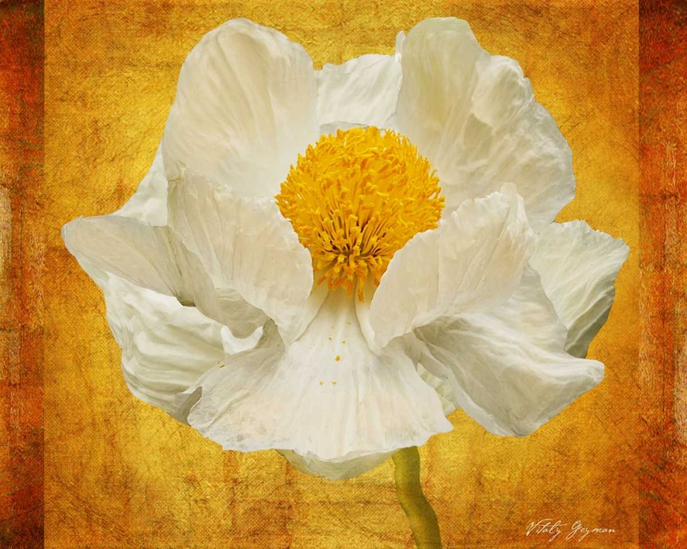 Poppy in Gold art print by Vitaly Geyman for $57.95 CAD
