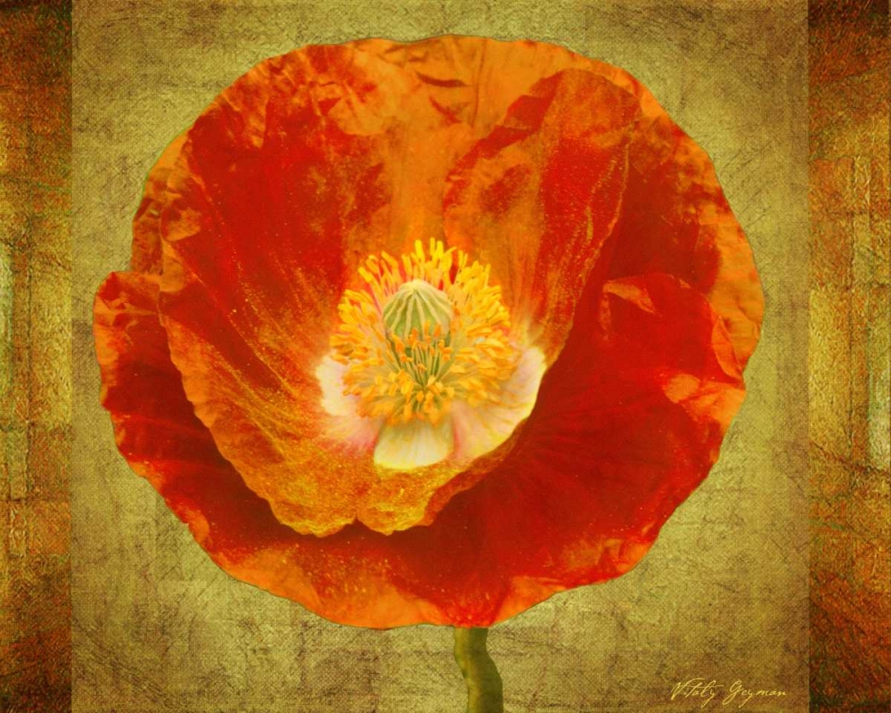 Sun Poppy I art print by Vitaly Geyman for $57.95 CAD