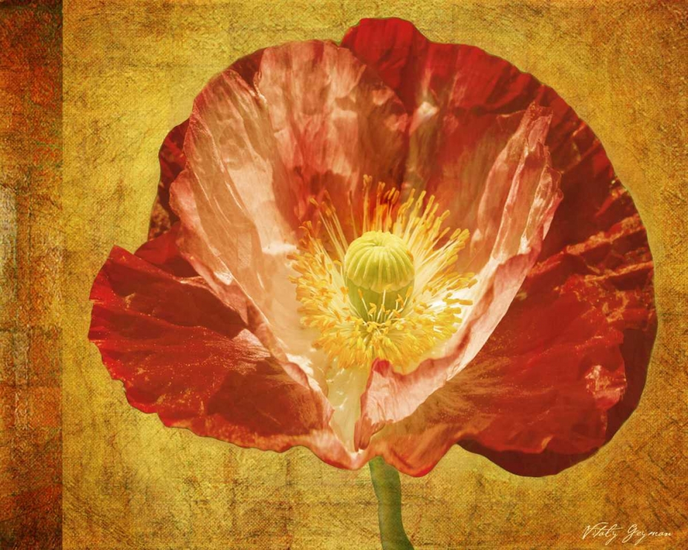 Sun Poppy II art print by Vitaly Geyman for $57.95 CAD