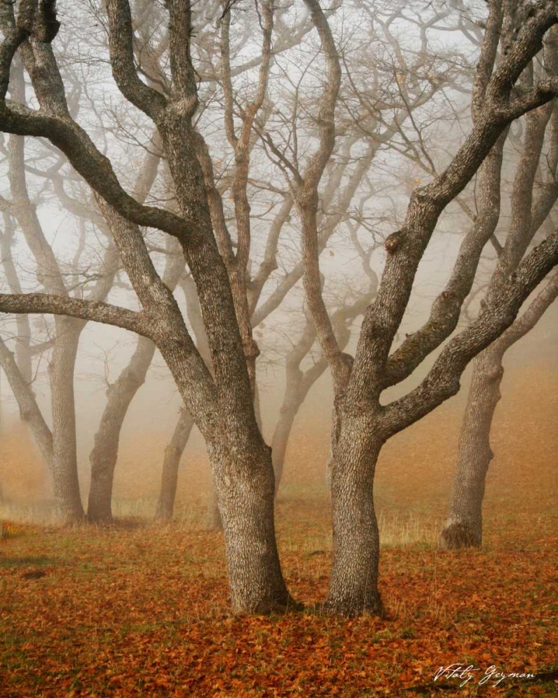 Misty Dance art print by Vitaly Geyman for $57.95 CAD