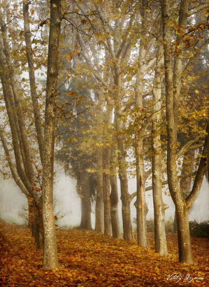 Tree Parade art print by Vitaly Geyman for $57.95 CAD
