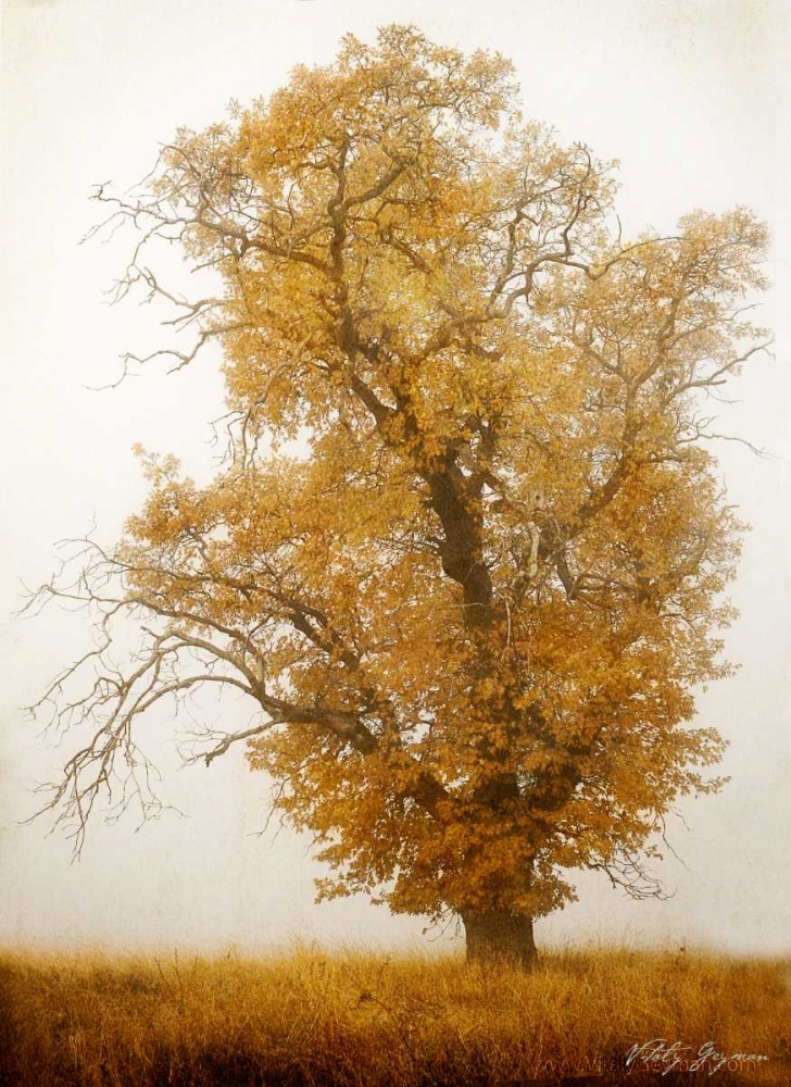Autumn Mist I art print by Vitaly Geyman for $57.95 CAD