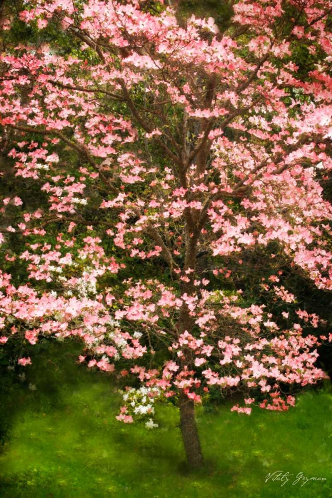 Festive Dogwood art print by Vitaly Geyman for $57.95 CAD