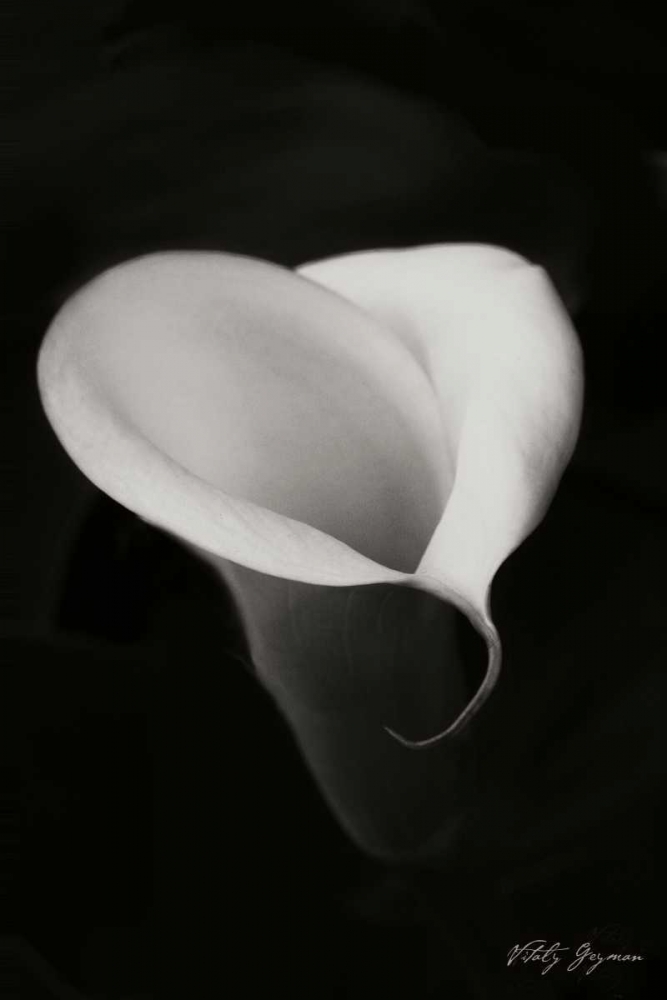 Calla Lily I art print by Vitaly Geyman for $57.95 CAD