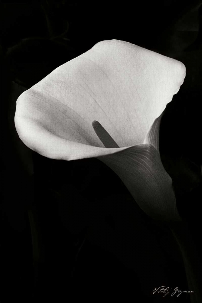 Calla Lily II art print by Vitaly Geyman for $57.95 CAD