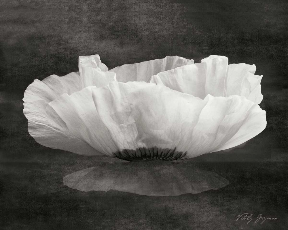 Poppy Mirage art print by Vitaly Geyman for $57.95 CAD