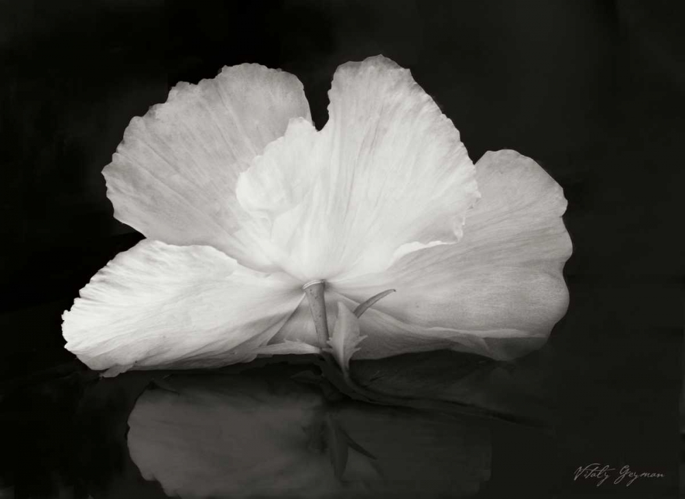 Night Poppy I art print by Vitaly Geyman for $57.95 CAD