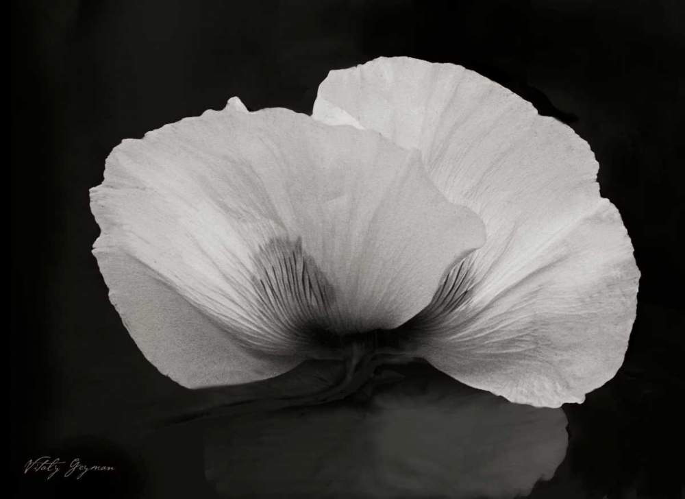 Night Poppy II art print by Vitaly Geyman for $57.95 CAD