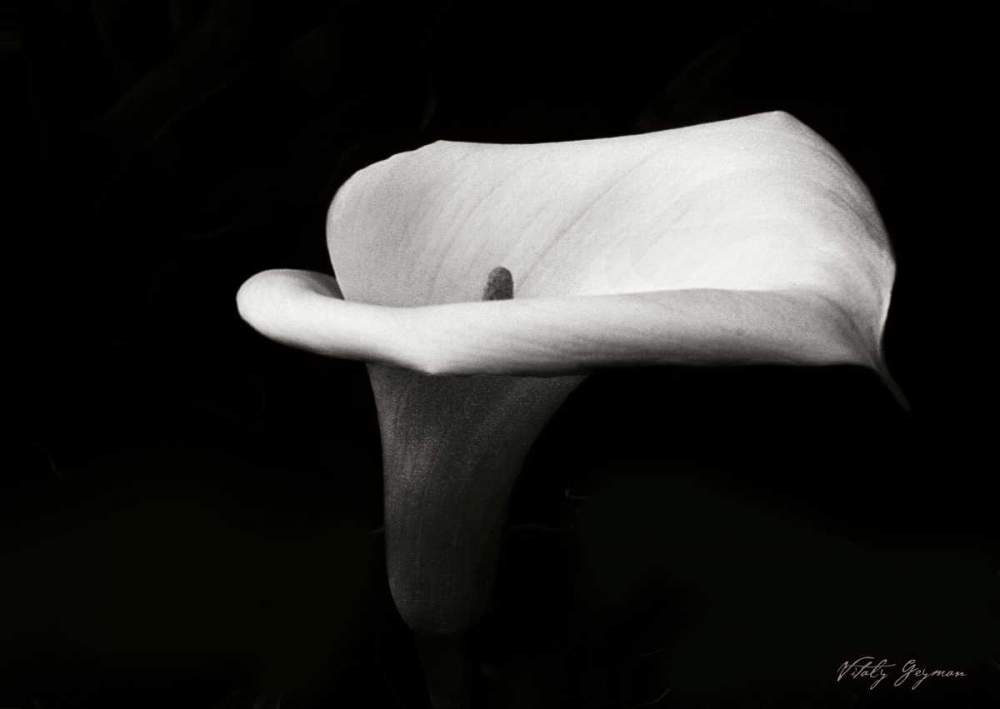 Calla Lily III art print by Vitaly Geyman for $57.95 CAD