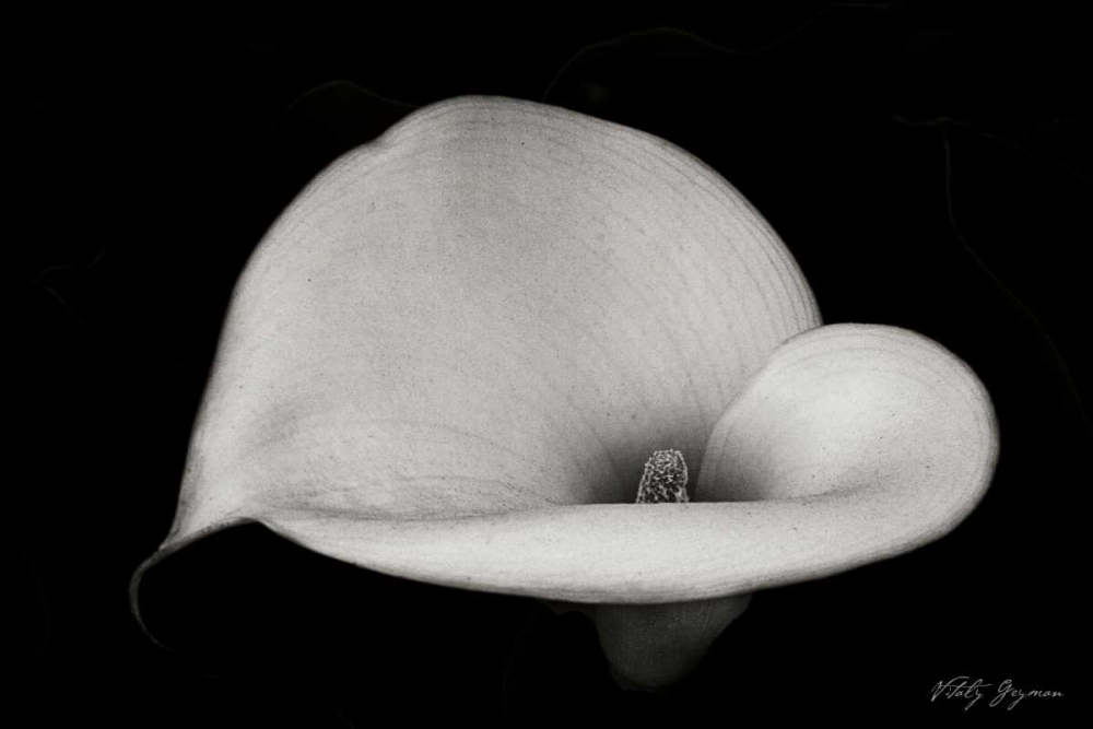 Calla Lily IV art print by Vitaly Geyman for $57.95 CAD