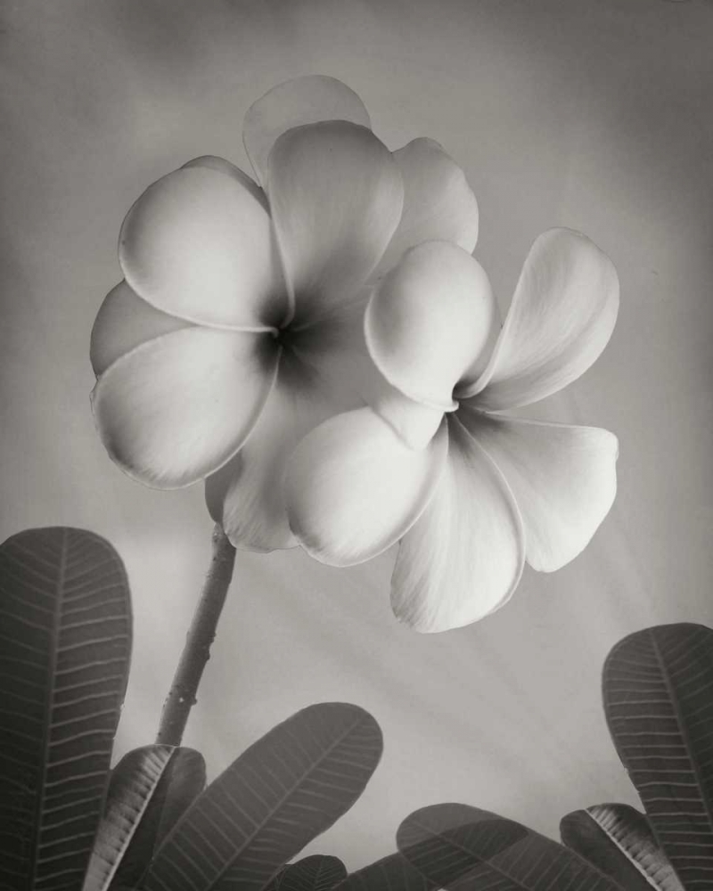 Plumeria I art print by Vitaly Geyman for $57.95 CAD