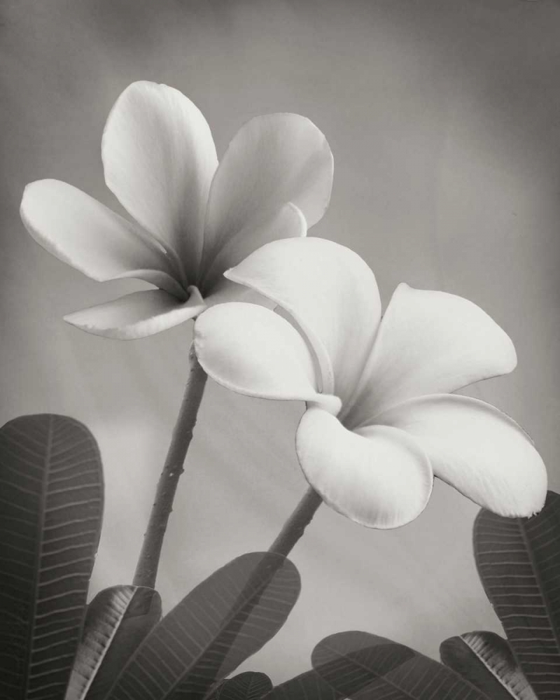 Plumeria II art print by Vitaly Geyman for $57.95 CAD