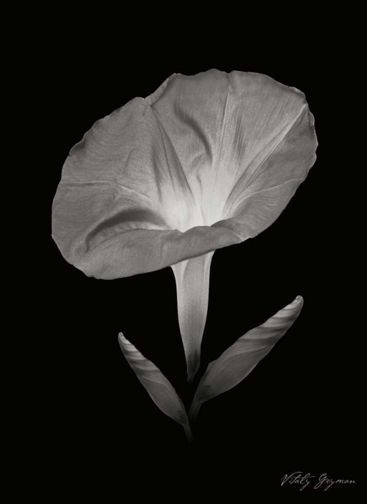 Morning Glory II art print by Vitaly Geyman for $57.95 CAD