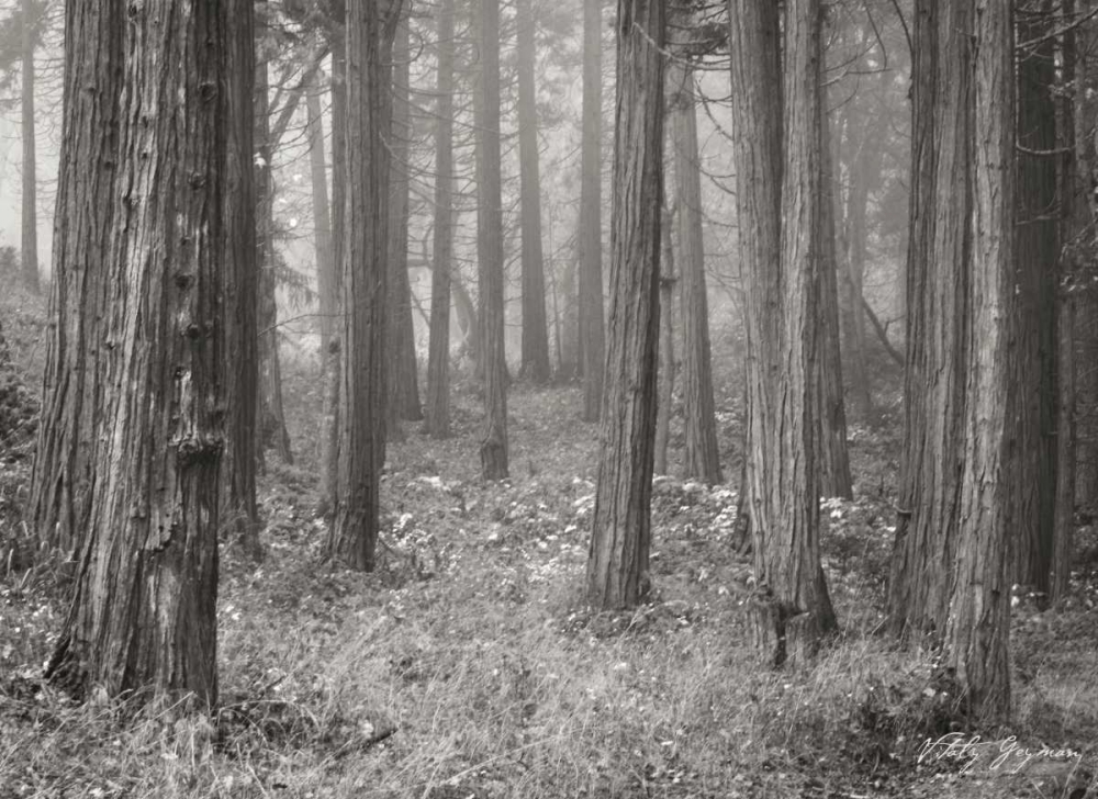 Pine Tree Grove II BandW art print by Vitaly Geyman for $57.95 CAD
