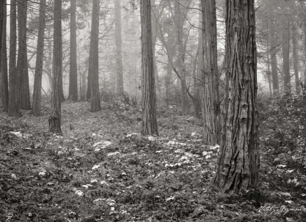 Pine Tree Grove III BandW art print by Vitaly Geyman for $57.95 CAD