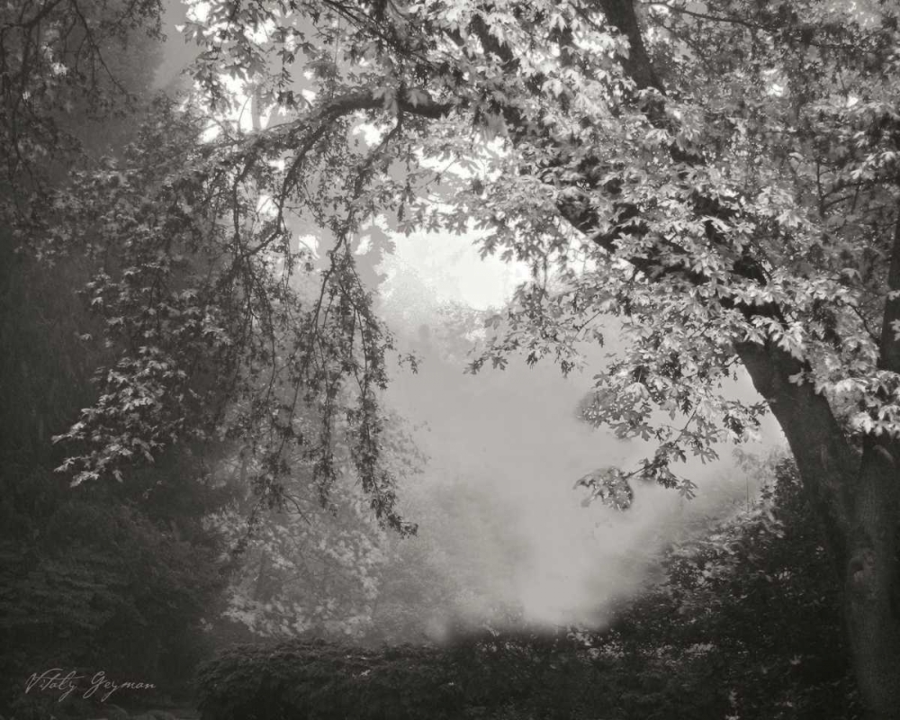 Misty Arch Tree BandW art print by Vitaly Geyman for $57.95 CAD