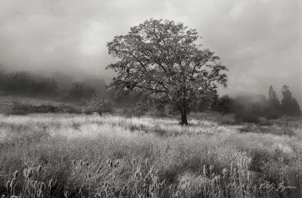 Field of Gold BandW art print by Vitaly Geyman for $57.95 CAD