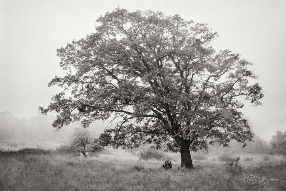 Burning Oak V BandW art print by Vitaly Geyman for $57.95 CAD