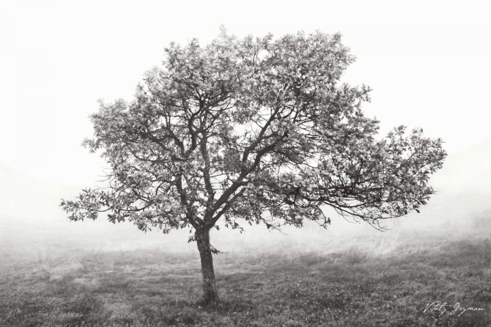 Burning Oak I BandW art print by Vitaly Geyman for $57.95 CAD