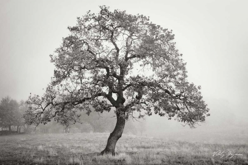 Burning Oak III BandW art print by Vitaly Geyman for $57.95 CAD