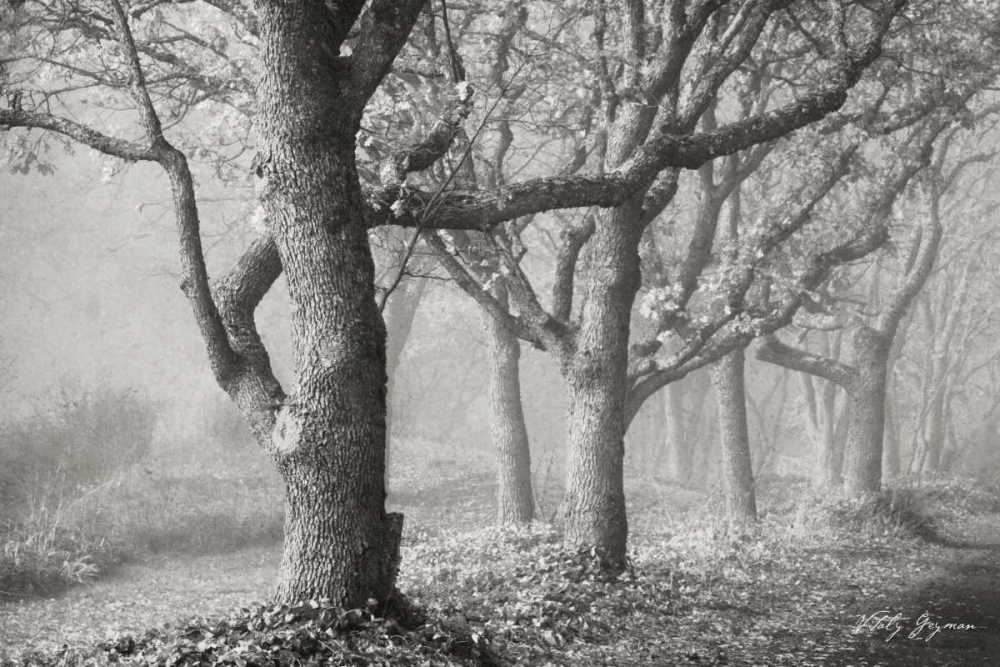 Tree in the Mist BandW art print by Vitaly Geyman for $57.95 CAD