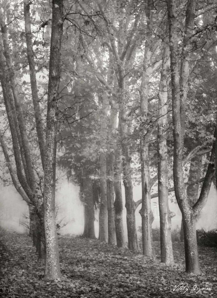 Tree Parade II BandW art print by Vitaly Geyman for $57.95 CAD