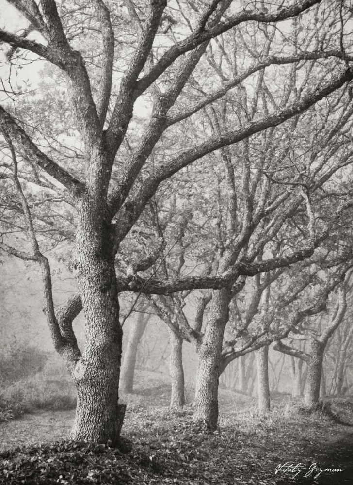 Tree in the Mist V BandW art print by Vitaly Geyman for $57.95 CAD