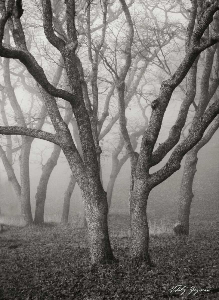 Misty Dance II BandW art print by Vitaly Geyman for $57.95 CAD