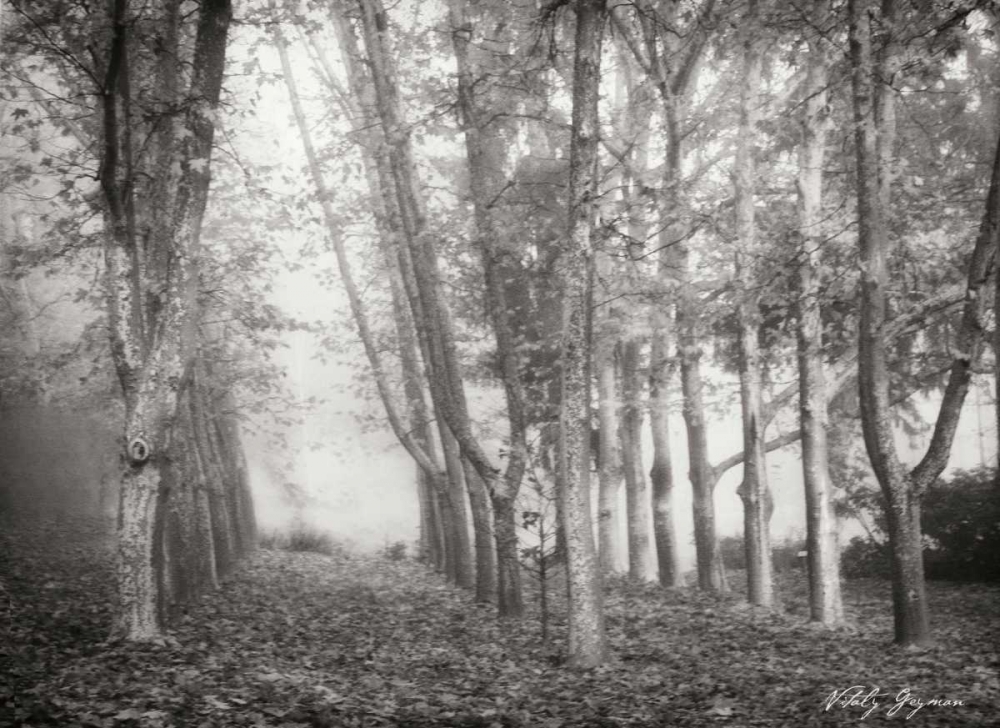 Tree Parade I BandW art print by Vitaly Geyman for $57.95 CAD