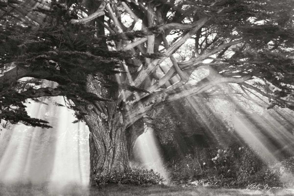 Moses Tree BandW art print by Vitaly Geyman for $57.95 CAD