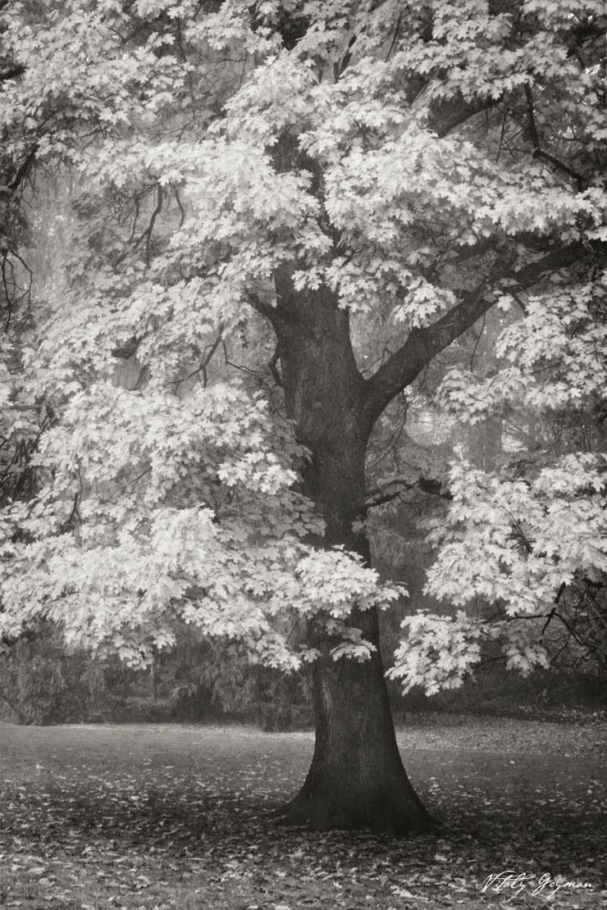 Autumn in Paris II BandW art print by Vitaly Geyman for $57.95 CAD