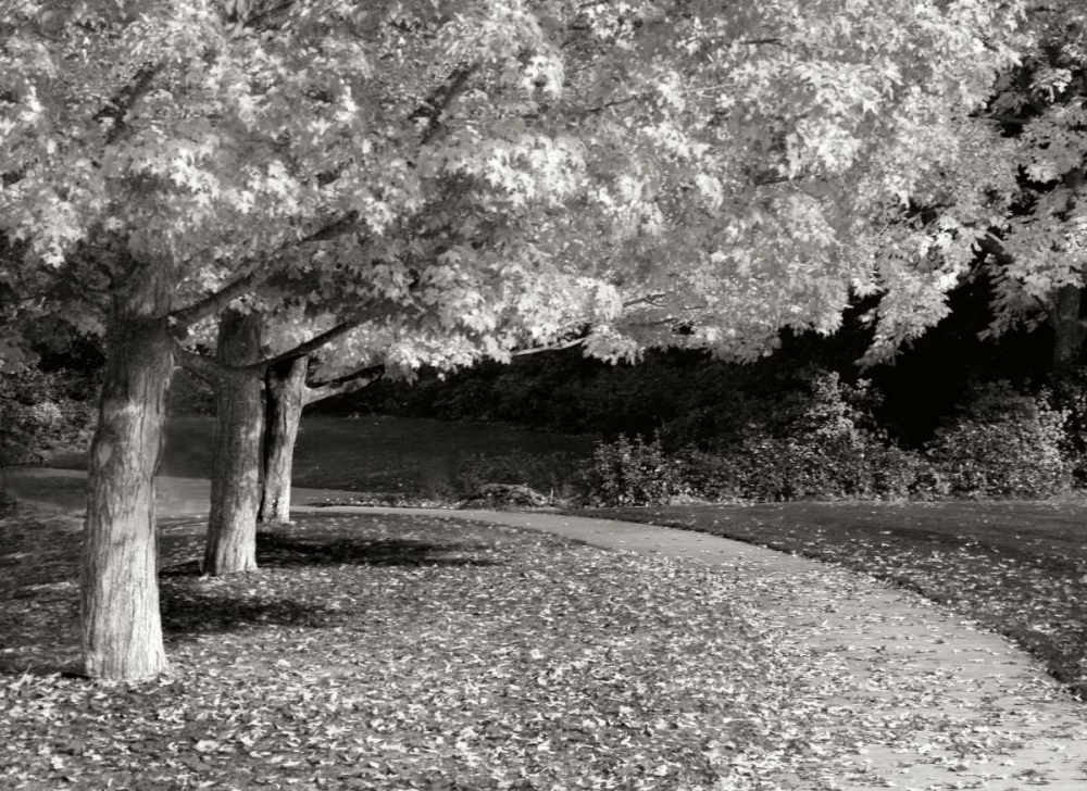 Fall Maple Fever IV BandW art print by Vitaly Geyman for $57.95 CAD