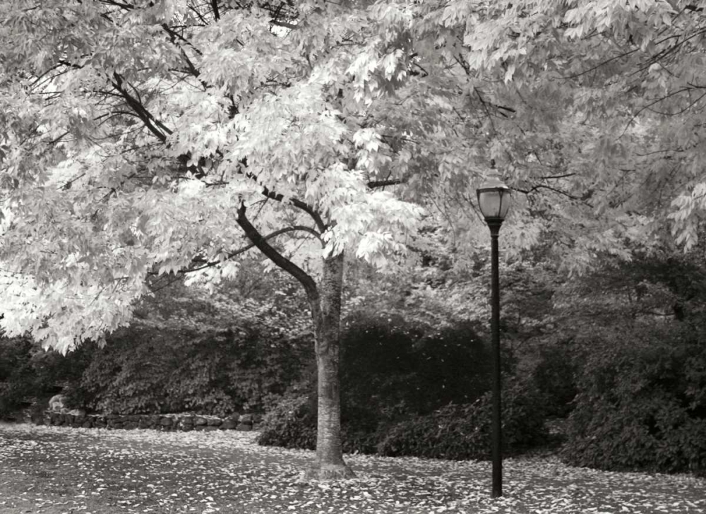 Fall Maple Fever IX BandW art print by Vitaly Geyman for $57.95 CAD