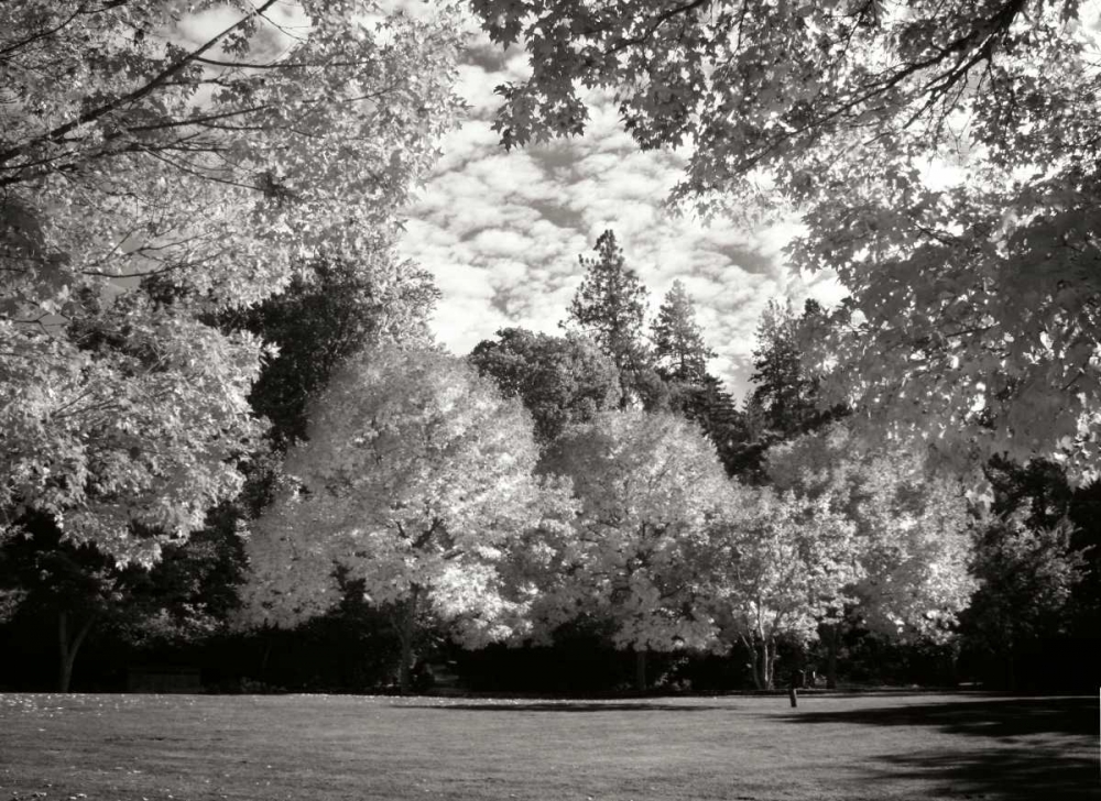 Fall Maple Fever V BandW art print by Vitaly Geyman for $57.95 CAD