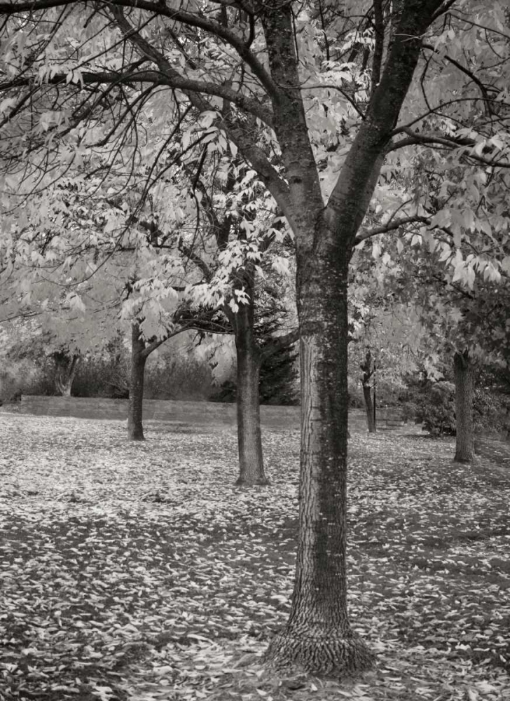 Fall Tree Grove I BandW art print by Vitaly Geyman for $57.95 CAD