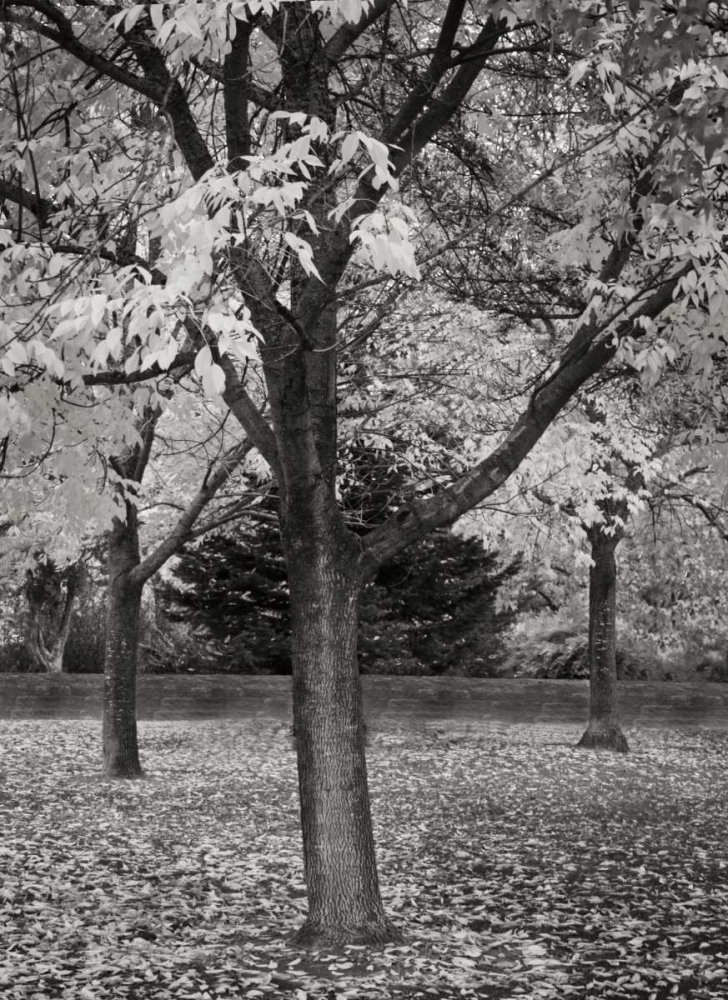 Fall Tree Grove II BandW art print by Vitaly Geyman for $57.95 CAD