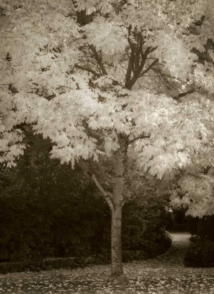 Fall Maple Fever VI art print by Vitaly Geyman for $57.95 CAD