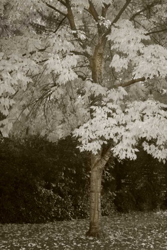Fall Maple Fever VII art print by Vitaly Geyman for $57.95 CAD