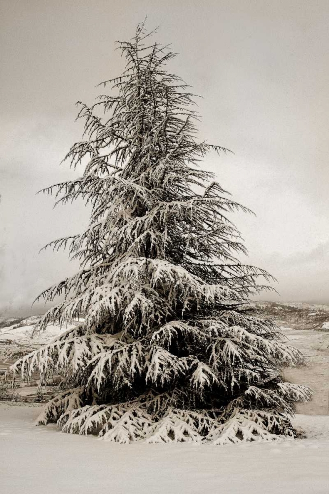 Snow White Pine art print by Vitaly Geyman for $57.95 CAD