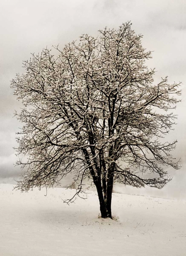 Snow White Tree art print by Vitaly Geyman for $57.95 CAD