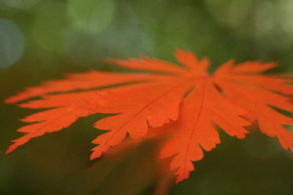 Autumn Leaf Mirage I art print by Vitaly Geyman for $57.95 CAD
