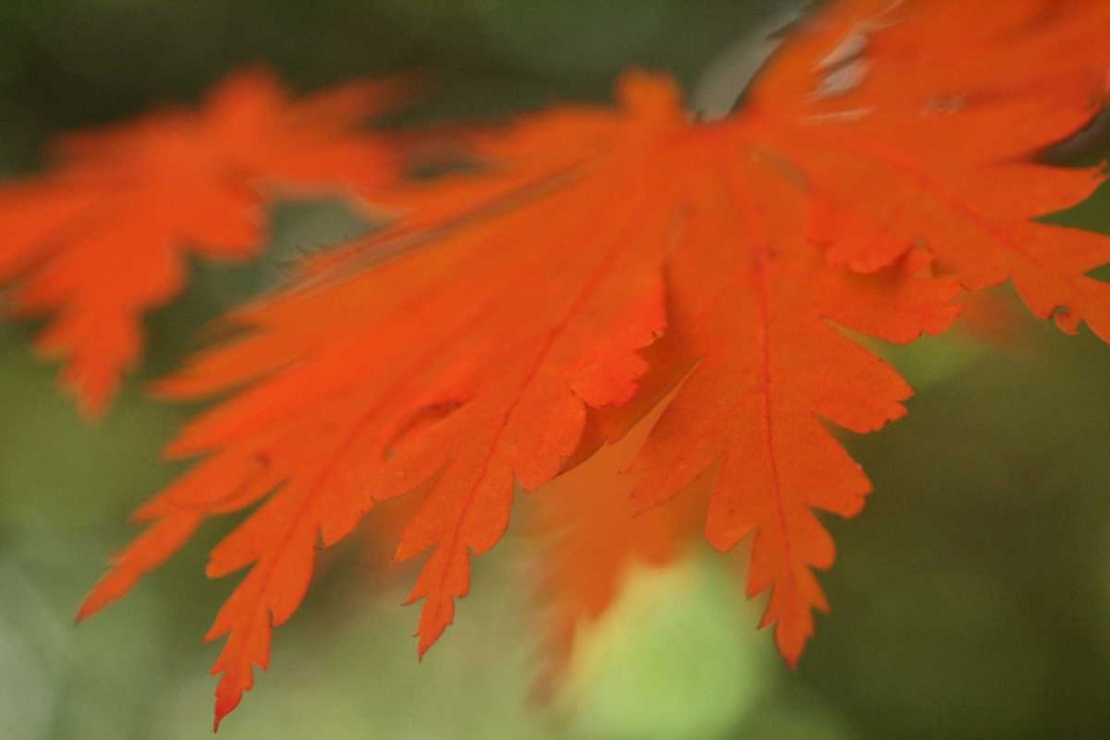 Autumn Leaf Mirage II art print by Vitaly Geyman for $57.95 CAD