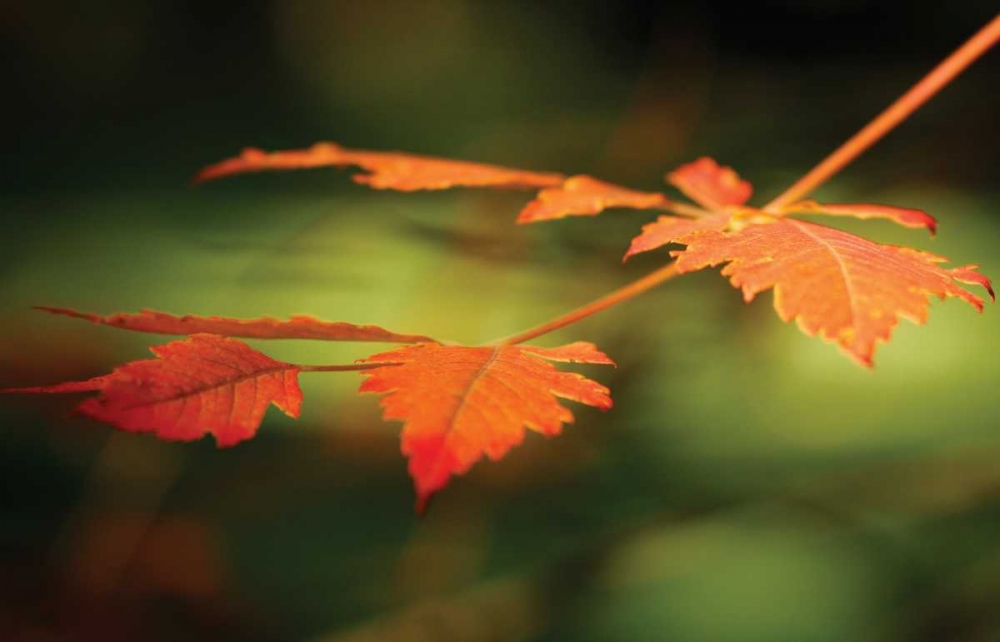 Autumn Fire Leaves I art print by Vitaly Geyman for $57.95 CAD